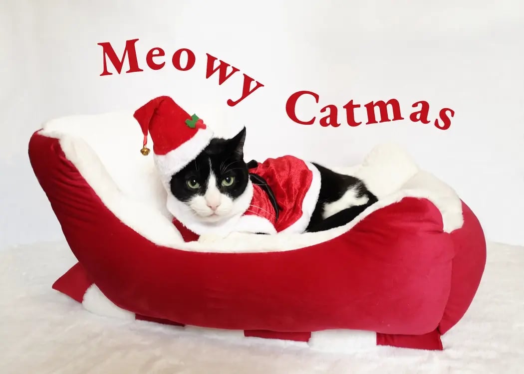 Santa Paws 2024 (physical card)