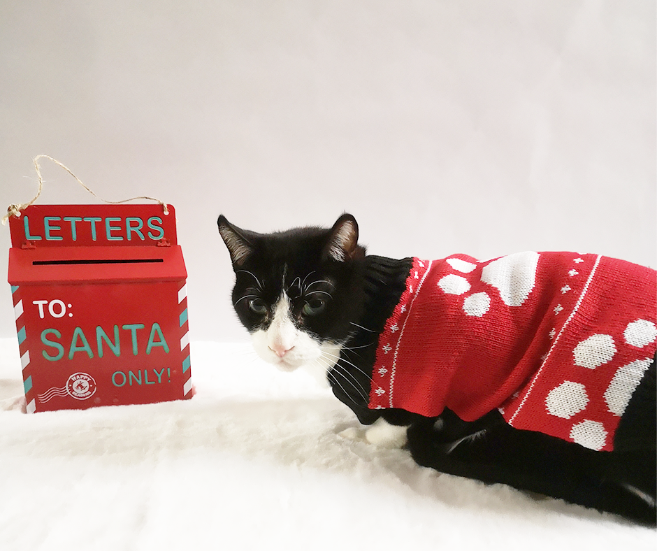 Catmas 2025-1 Catmas 2025-1